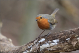 <p>ČERVENKA OBECNÁ (Erithacus rubecula) ------- /European robin - Rotkehlchen</p>